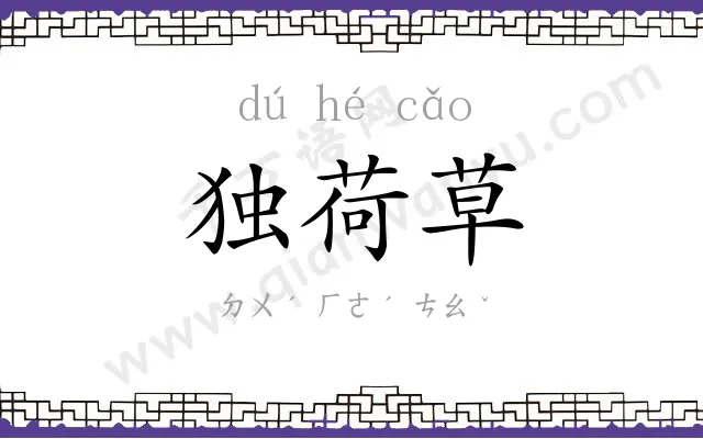 独荷草