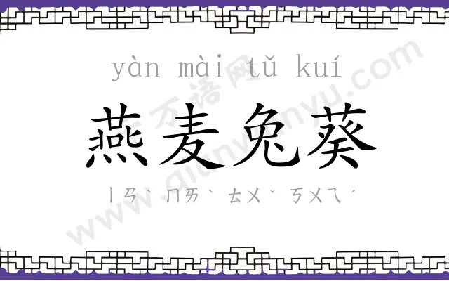 燕麦兔葵 燕麦兔葵