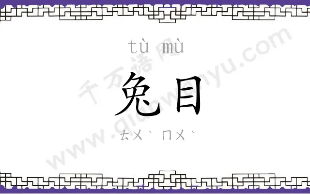兔目