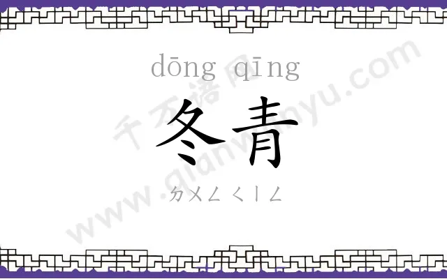 冬青