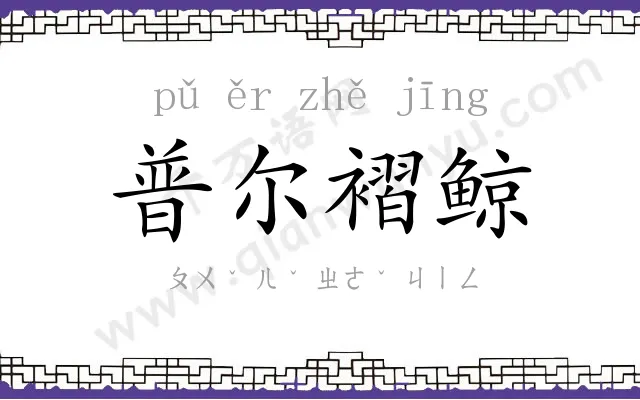 普尔褶鲸 普尔褶鲸