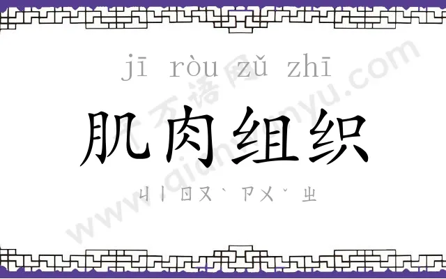 肌肉组织 肌肉组织