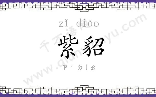 紫貂