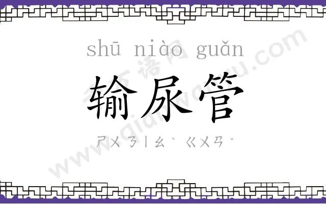 输尿管