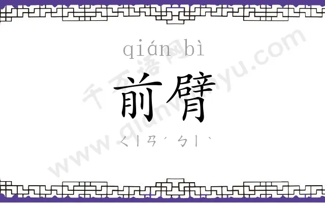 前臂