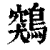 鶟(清·印刷字体·康熙字典)