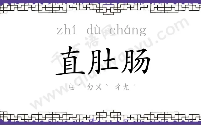 直肚肠